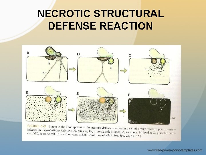 NECROTIC STRUCTURAL DEFENSE REACTION 