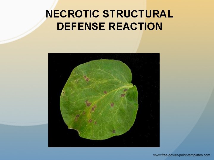 NECROTIC STRUCTURAL DEFENSE REACTION 