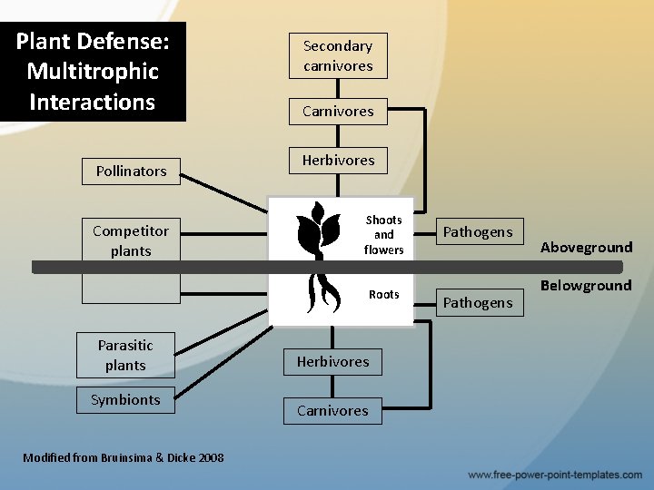 Plant Defense: Multitrophic Interactions Pollinators Competitor plants Secondary carnivores Carnivores Herbivores Shoots and flowers