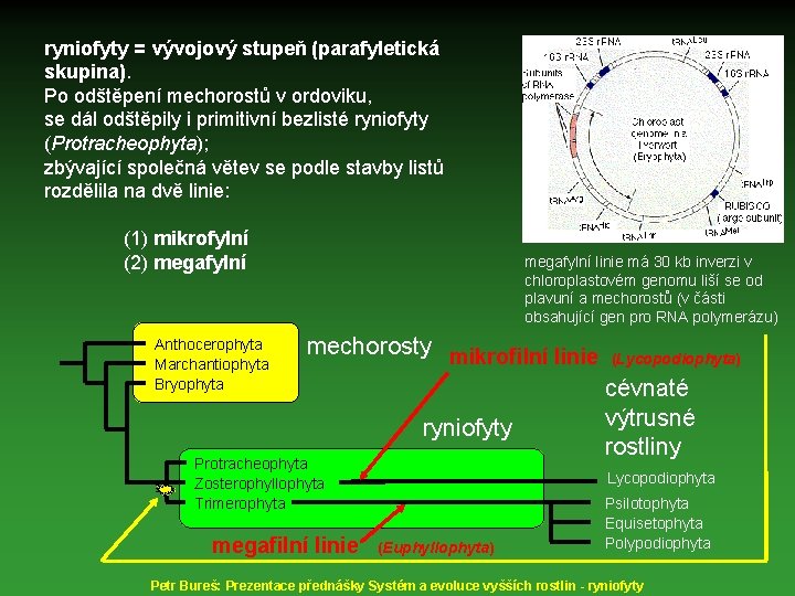 ryniofyty = vývojový stupeň (parafyletická skupina). Po odštěpení mechorostů v ordoviku, se dál odštěpily