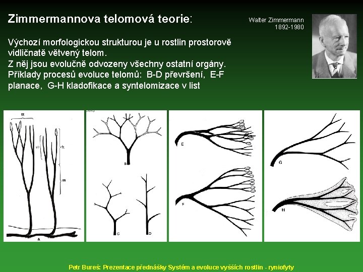 Zimmermannova telomová teorie: Walter Zimmermann 1892 -1980 Výchozí morfologickou strukturou je u rostlin prostorově