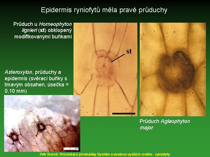 Epidermis ryniofytů měla pravé průduchy Průduch u Horneophyton lignieri (st) obklopený modifikovanými buňkami Asteroxylon,