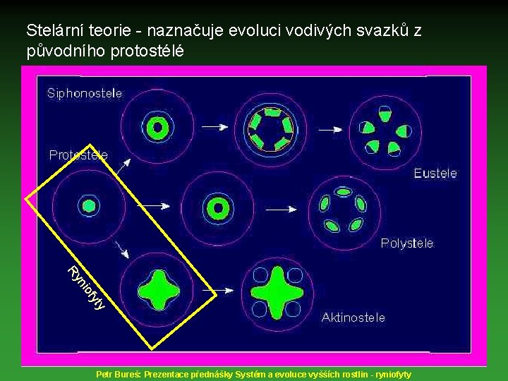 Stelární teorie - naznačuje evoluci vodivých svazků z původního protostélé yty iof n Ry