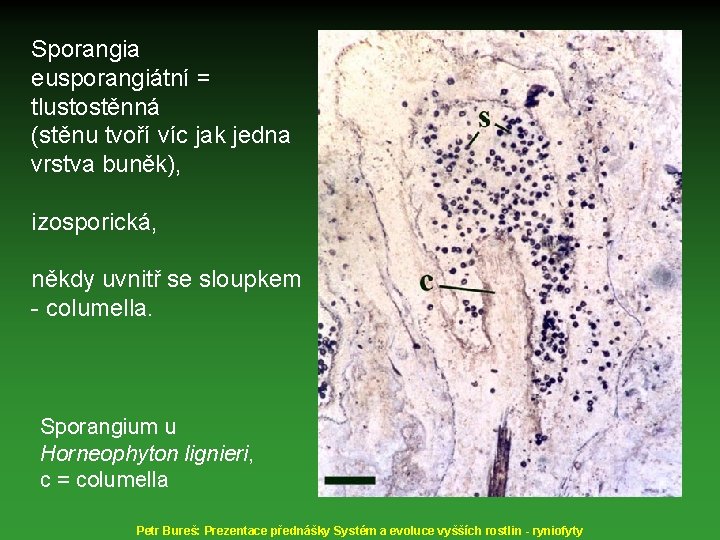 Sporangia eusporangiátní = tlustostěnná (stěnu tvoří víc jak jedna vrstva buněk), izosporická, někdy uvnitř