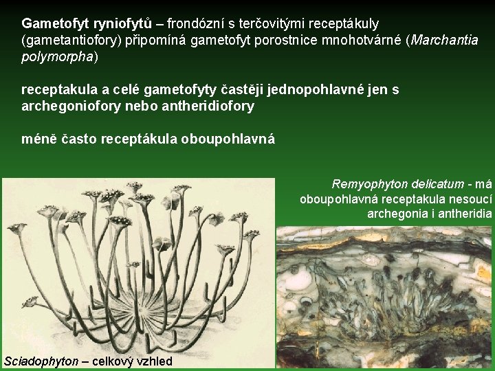 Gametofyt ryniofytů – frondózní s terčovitými receptákuly (gametantiofory) připomíná gametofyt porostnice mnohotvárné (Marchantia polymorpha)