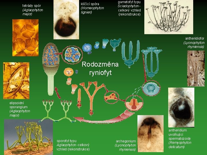 tetrády spór (Aglaophyton major) klíčící spóra (Horneophyton lignieri) gametofyt typu Sciadophyton celkový vzhled (rekonstrukce)