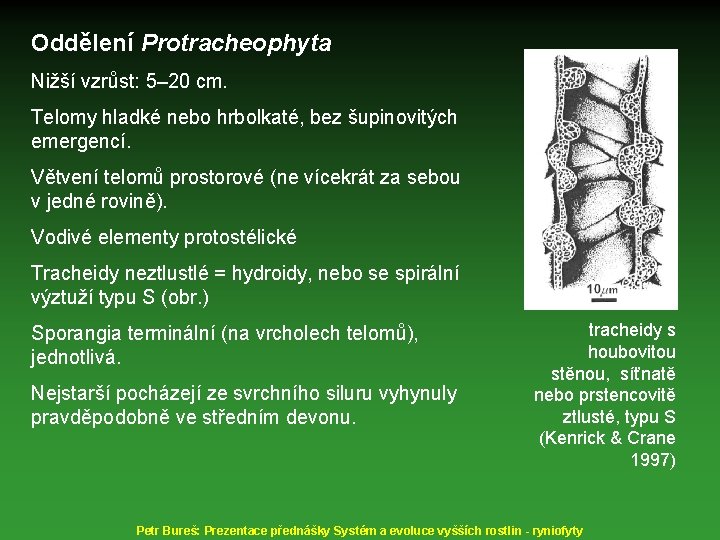 Oddělení Protracheophyta Nižší vzrůst: 5– 20 cm. Telomy hladké nebo hrbolkaté, bez šupinovitých emergencí.