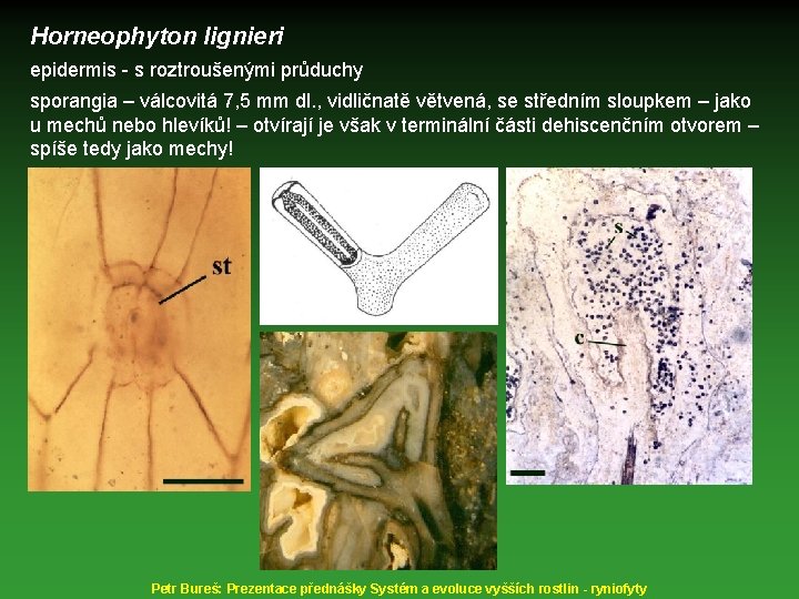 Horneophyton lignieri epidermis - s roztroušenými průduchy sporangia – válcovitá 7, 5 mm dl.