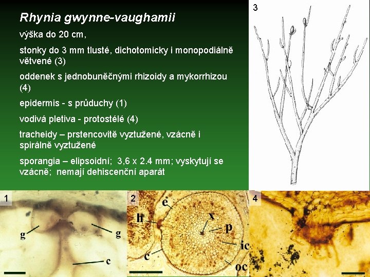 Rhynia gwynne-vaughamii 3 výška do 20 cm, stonky do 3 mm tlusté, dichotomicky i