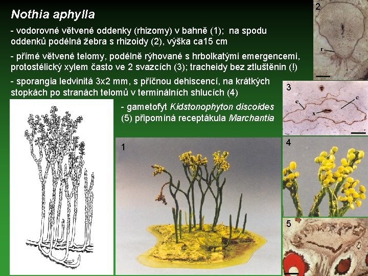 2 Nothia aphylla - vodorovné větvené oddenky (rhizomy) v bahně (1); na spodu oddenků