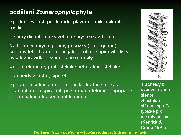 oddělení Zosterophyllophyta Spodnodevonští předchůdci plavuní – mikrofylních rostlin. Telomy dichotomicky větvené, vysoké až 50