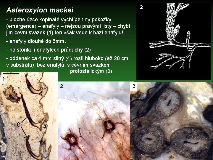 2 Asteroxylon mackei - ploché úzce kopinaté vychlípeniny pokožky (emergence) – enafyly – nejsou