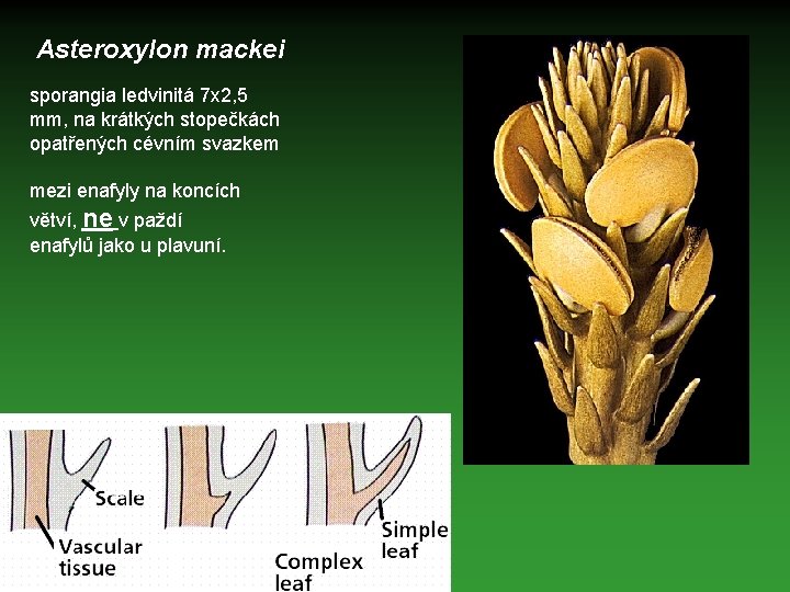 Asteroxylon mackei sporangia ledvinitá 7 x 2, 5 mm, na krátkých stopečkách opatřených cévním