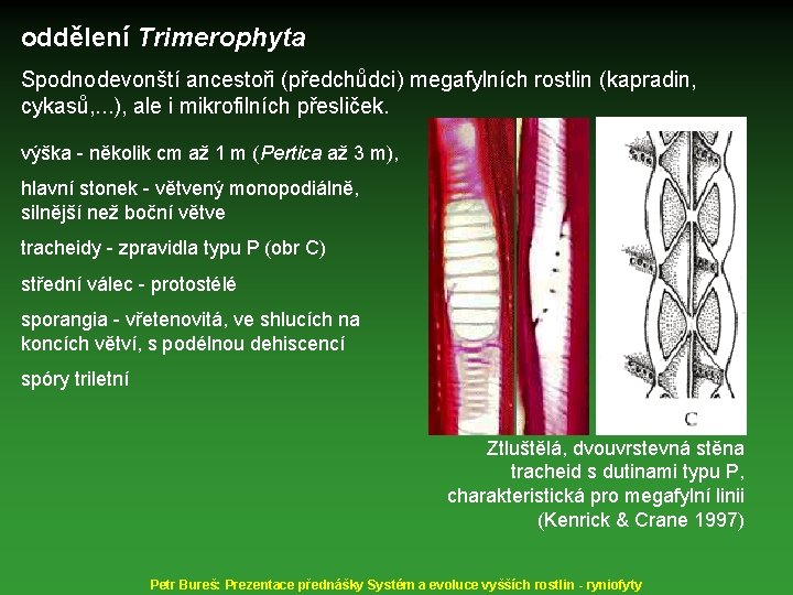 oddělení Trimerophyta Spodnodevonští ancestoři (předchůdci) megafylních rostlin (kapradin, cykasů, . . . ), ale