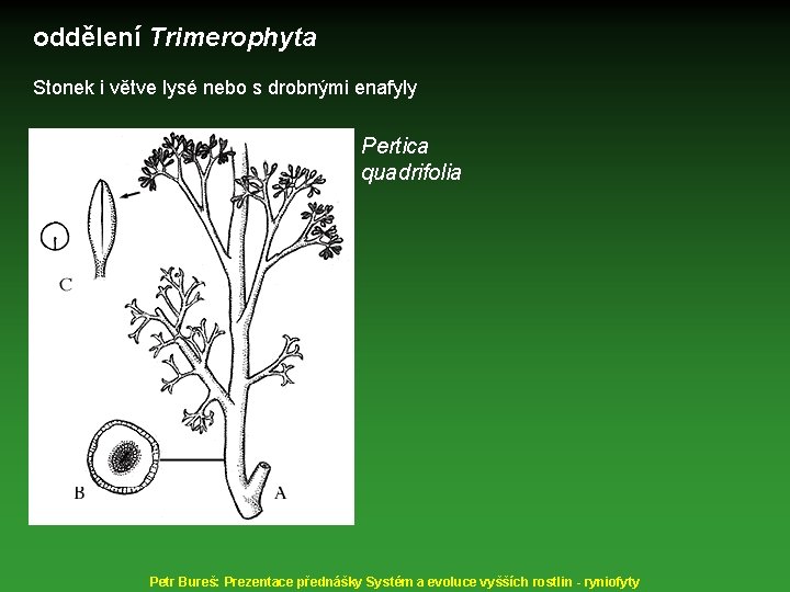 oddělení Trimerophyta Stonek i větve lysé nebo s drobnými enafyly Pertica quadrifolia Petr Bureš: