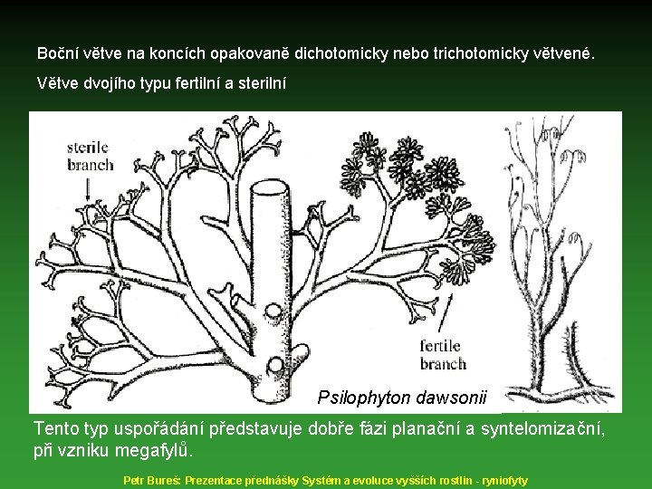 Boční větve na koncích opakovaně dichotomicky nebo trichotomicky větvené. Větve dvojího typu fertilní a