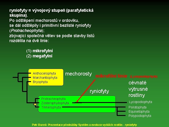 ryniofyty = vývojový stupeň (parafyletická skupina). Po odštěpení mechorostů v ordoviku, se dál odštěpily