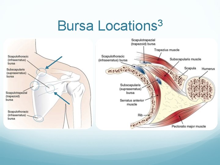 Snapping Scapula Syndrome Robert Whittaker SPT University of