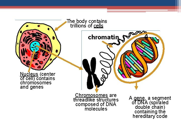 The body contains trillions of cells chromatin Nucleus (center of cell) contains chromosomes and