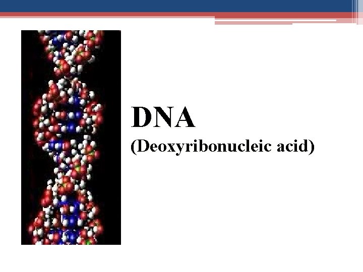 DNA (Deoxyribonucleic acid) 