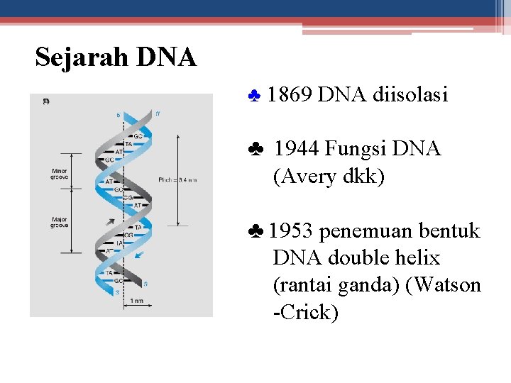 Sejarah DNA ♣ 1869 DNA diisolasi ♣ 1944 Fungsi DNA (Avery dkk) ♣ 1953