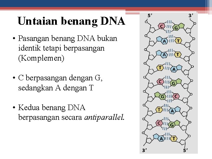 Untaian benang DNA • Pasangan benang DNA bukan identik tetapi berpasangan (Komplemen) • C