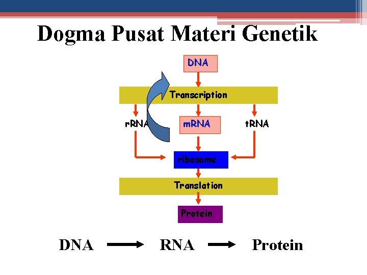 Dogma Pusat Materi Genetik DNA Transcription r. RNA m. RNA t. RNA ribosome Translation