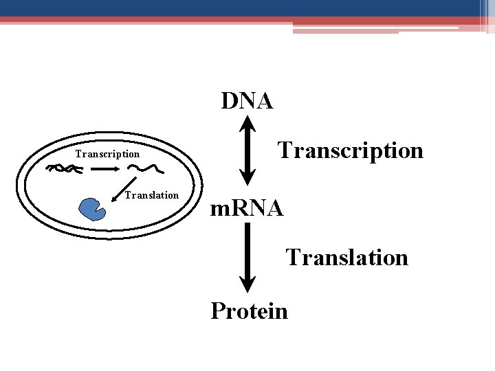 DNA Transcription Translation Transcription m. RNA Translation Protein 