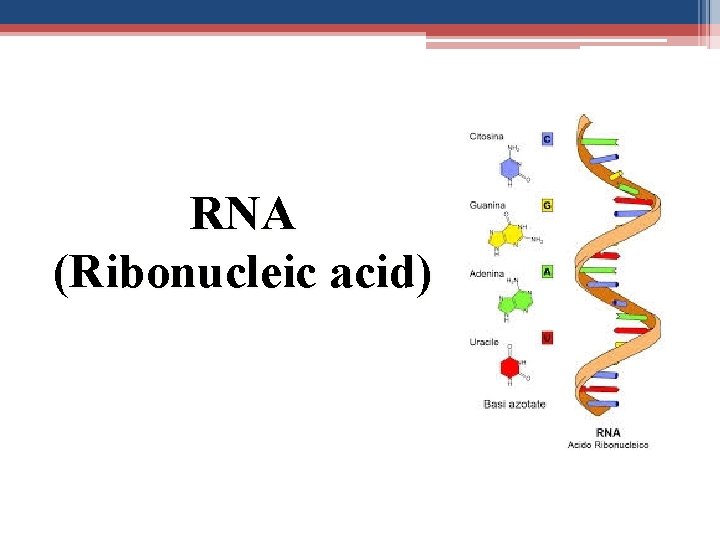 RNA (Ribonucleic acid) 