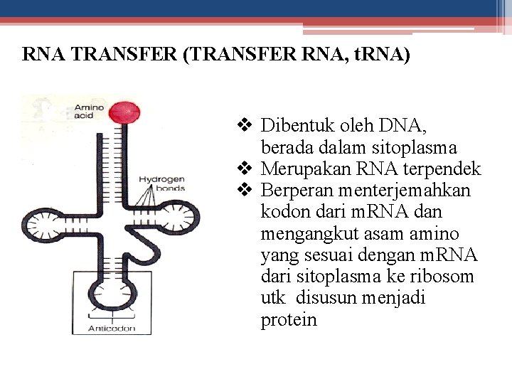 RNA TRANSFER (TRANSFER RNA, t. RNA) v Dibentuk oleh DNA, berada dalam sitoplasma v