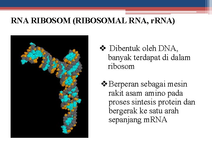 RNA RIBOSOM (RIBOSOMAL RNA, r. RNA) v Dibentuk oleh DNA, banyak terdapat di dalam