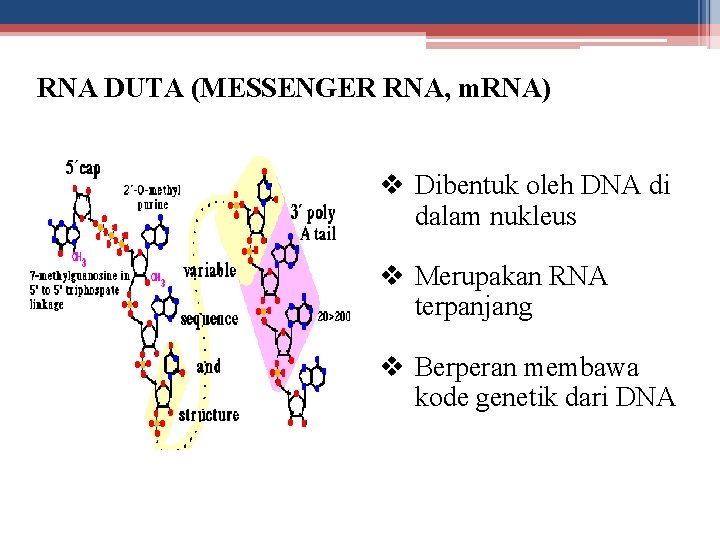 RNA DUTA (MESSENGER RNA, m. RNA) v Dibentuk oleh DNA di dalam nukleus v