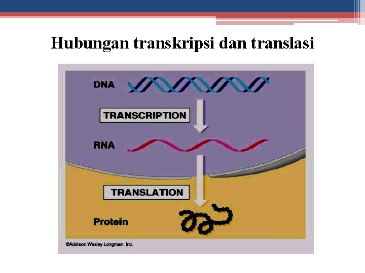 Hubungan transkripsi dan translasi 