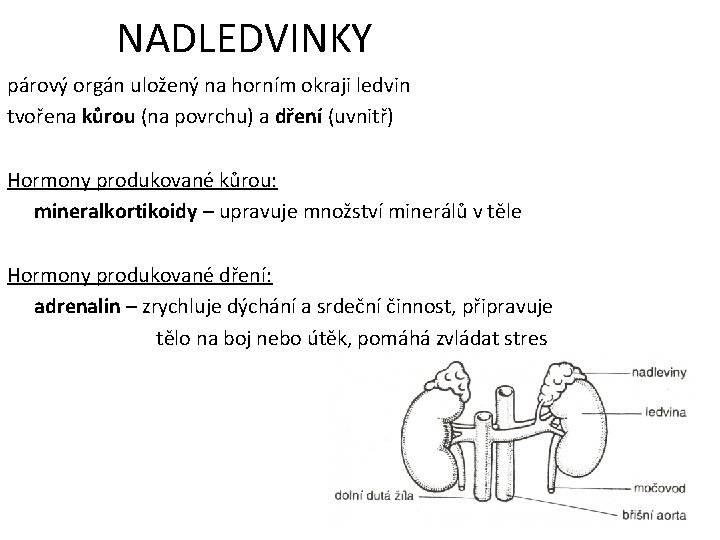 NADLEDVINKY párový orgán uložený na horním okraji ledvin tvořena kůrou (na povrchu) a dření