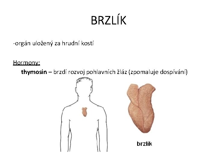 BRZLÍK -orgán uložený za hrudní kostí Hormony: thymosin – brzdí rozvoj pohlavních žláz (zpomaluje