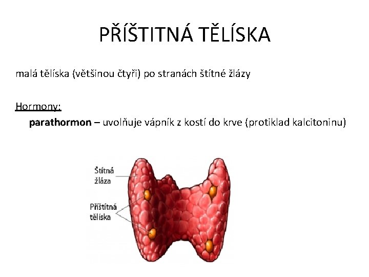 PŘÍŠTITNÁ TĚLÍSKA malá tělíska (většinou čtyři) po stranách štítné žlázy Hormony: parathormon – uvolňuje