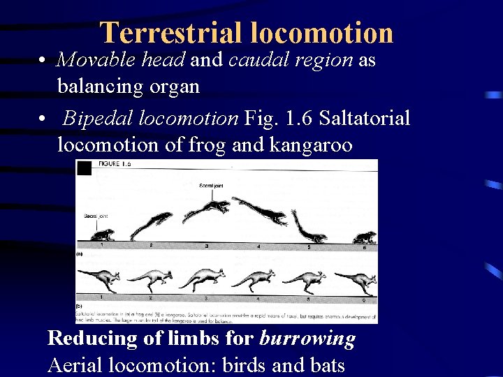 Terrestrial locomotion • Movable head and caudal region as balancing organ • Bipedal locomotion