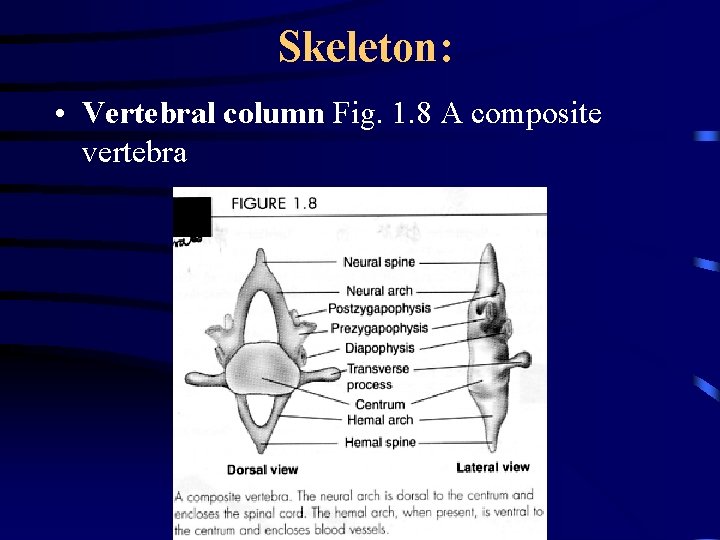 Skeleton: • Vertebral column Fig. 1. 8 A composite vertebra 