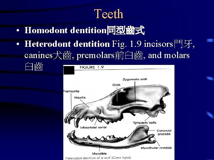 Teeth • Homodont dentition同型齒式 • Heterodont dentition Fig. 1. 9 incisors門牙, canines犬齒, premolars前臼齒, and