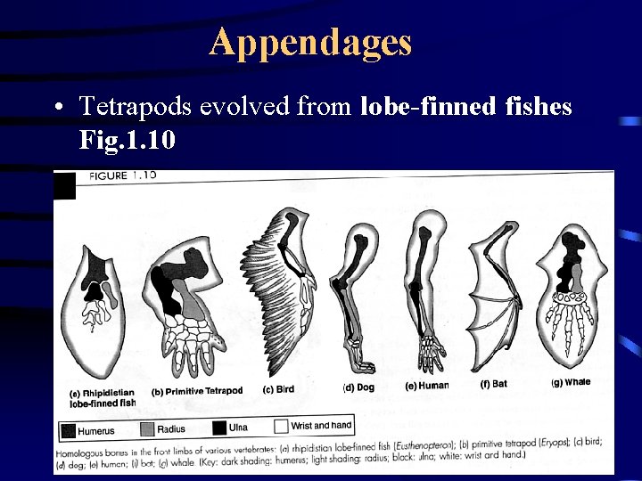 Appendages • Tetrapods evolved from lobe-finned fishes Fig. 1. 10 