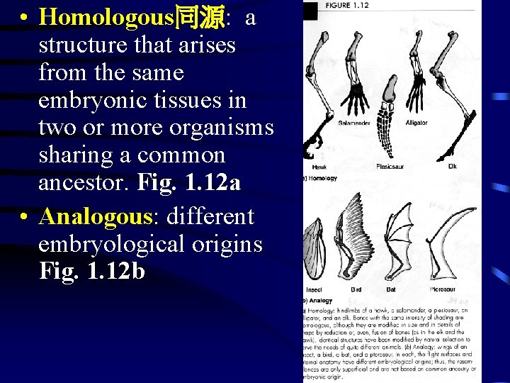  • Homologous同源: a structure that arises from the same embryonic tissues in two