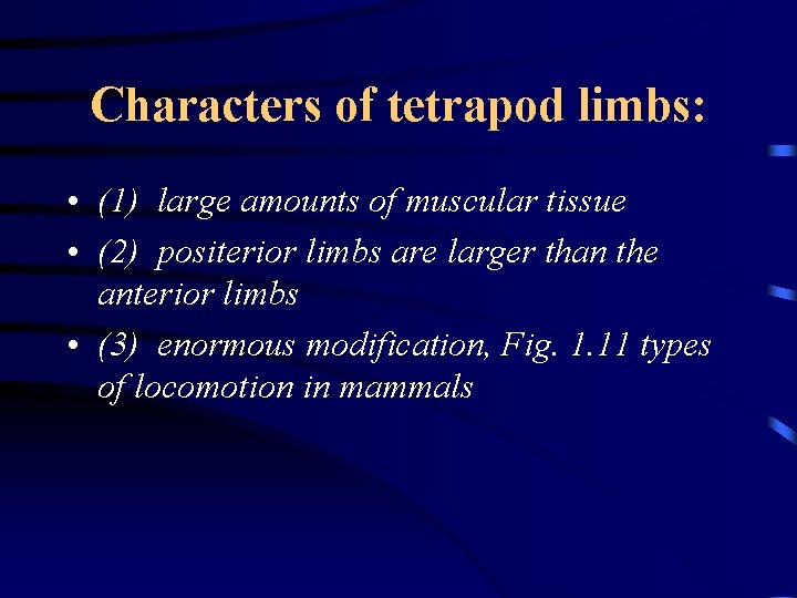 Characters of tetrapod limbs: • (1) large amounts of muscular tissue • (2) positerior