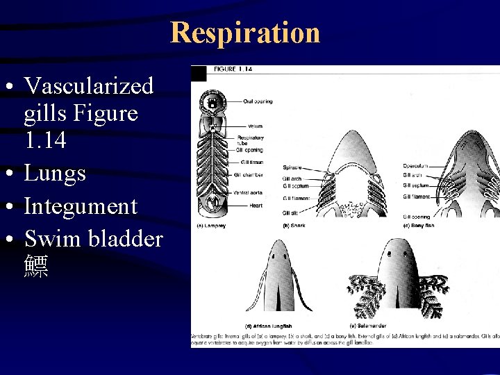 Respiration • Vascularized gills Figure 1. 14 • Lungs • Integument • Swim bladder