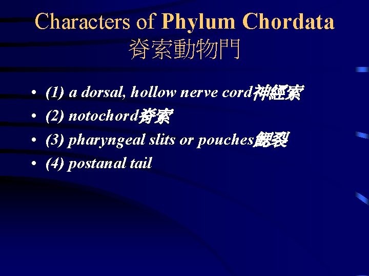 Characters of Phylum Chordata 脊索動物門 • • (1) a dorsal, hollow nerve cord神經索 (2)