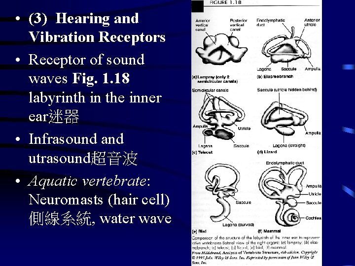  • (3) Hearing and Vibration Receptors • Receptor of sound waves Fig. 1.