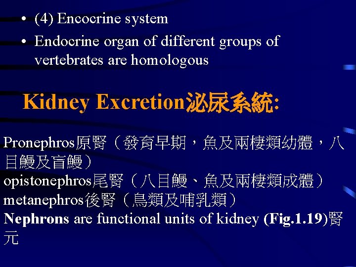  • (4) Encocrine system • Endocrine organ of different groups of vertebrates are