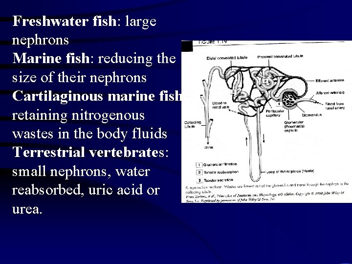 Freshwater fish: large nephrons Marine fish: reducing the size of their nephrons Cartilaginous marine