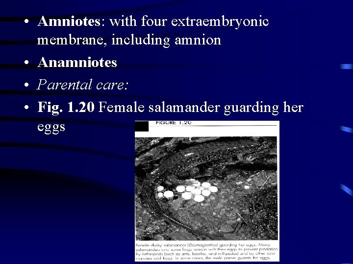  • Amniotes: with four extraembryonic membrane, including amnion • Anamniotes • Parental care: