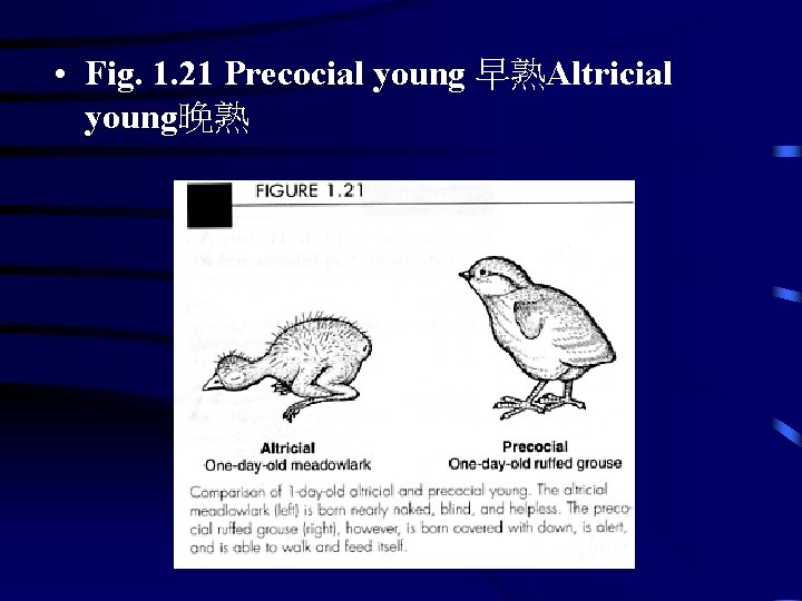  • Fig. 1. 21 Precocial young 早熟Altricial young晚熟 