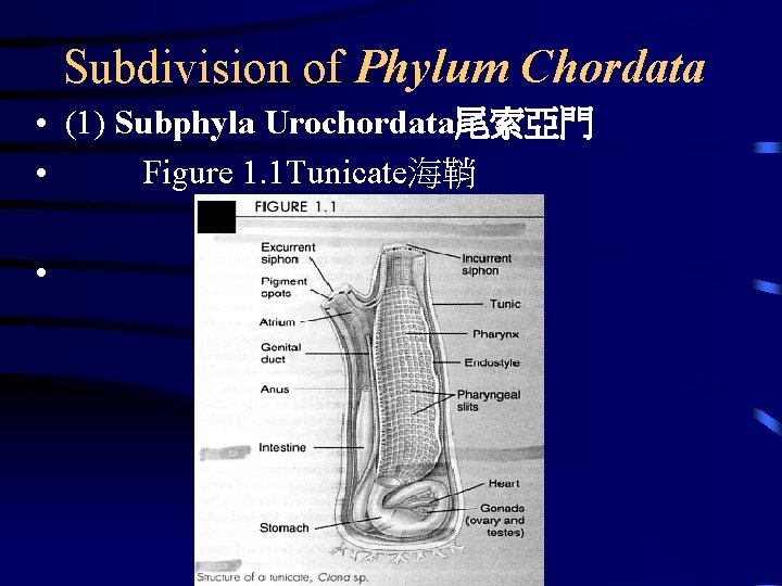 Subdivision of Phylum Chordata • (1) Subphyla Urochordata尾索亞門 • Figure 1. 1 Tunicate海鞘 •